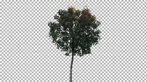 Echter Baum isoliert im Wind 31