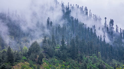 Fog In Forest