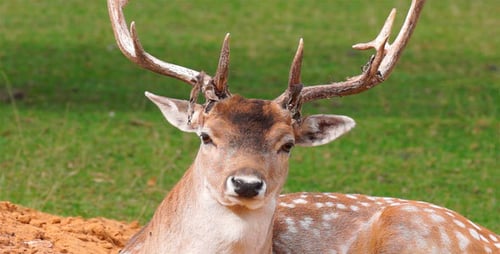 Magnificent Deer Resting Peacefully in Grassy Meadow
