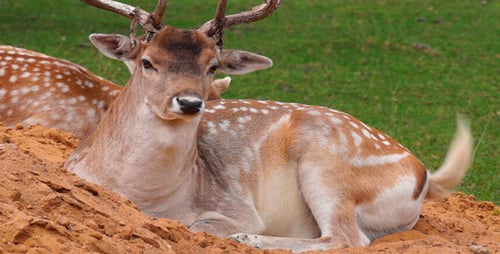 Deer Resting on Dirt Mound in Rural Setting
