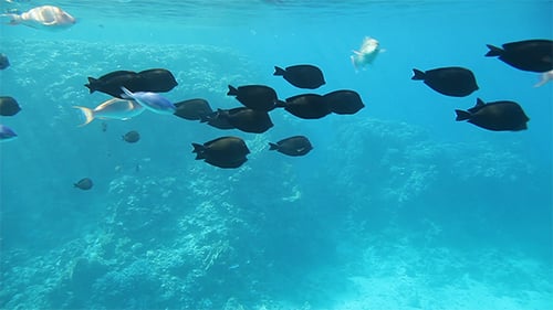 School of Colorful Fish Swimming Over Coral Reef