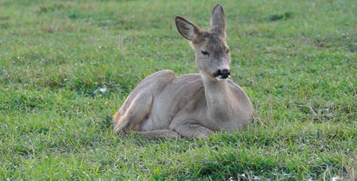 Alert Deer Resting Peacefully in Green Grassy Field