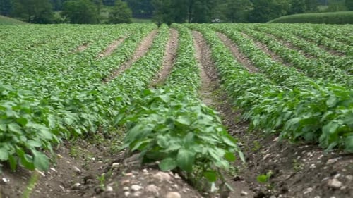 Panning shot showing large agricultural plantation with planting vegetables. Countryside with farmla