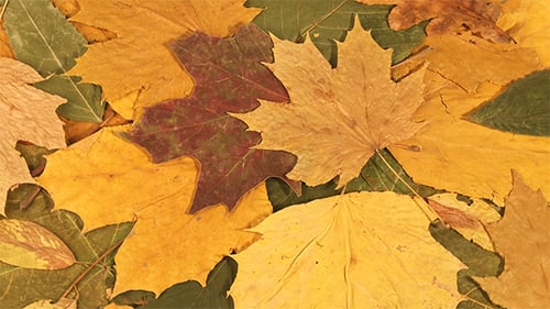 Colorful Maple Leaves Panning Close Up Shot