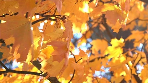 Orangenblätter im Wald