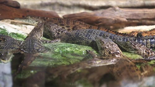 Crocodiles