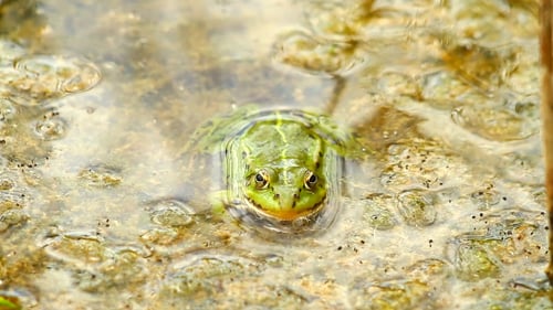 Green Frog In Pond