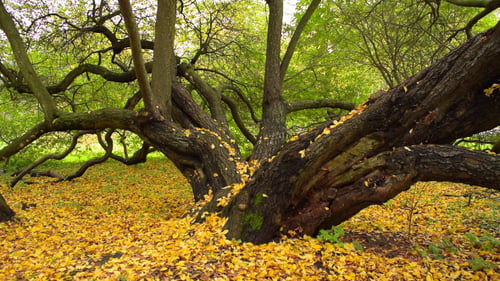 Herbst