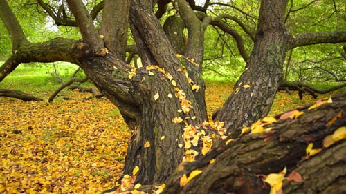 Herbst
