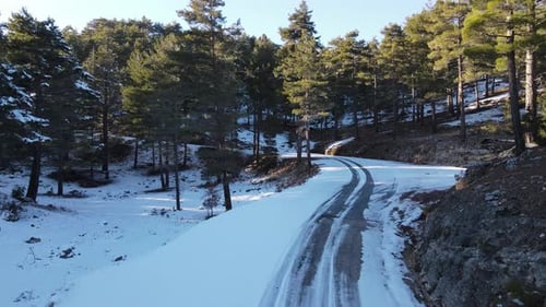 Winding Forest Road