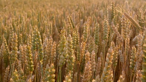 Golden Wheat Field Swaying at Sunrise