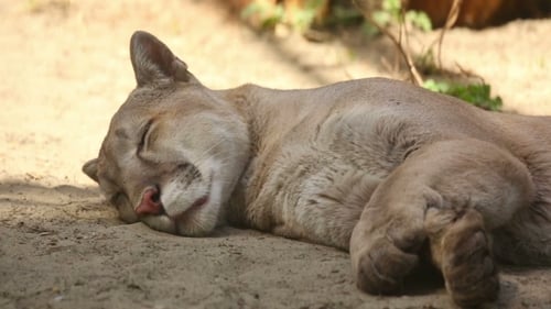 Ruhender Puma