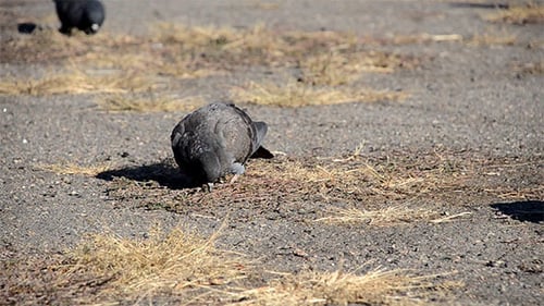 Pigeons Foraging for Food in an Urban Environment