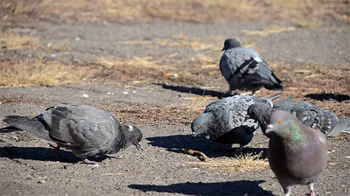 Several Pigeons Looking For Food