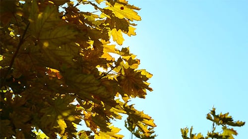 The Sun Shines Through the Yellow Leaves