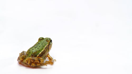 Kleiner Frosch sitzt und springt dann