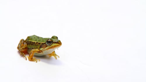 Kleiner Frosch sitzt und springt dann