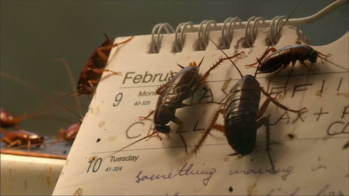 Crawling Cockroaches on a Paper Calendar Close Up