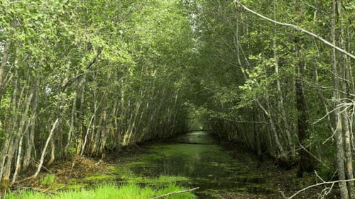Swamp River in the National Reserve