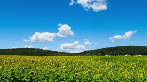 Sunflowers In a Field In The Background Moving