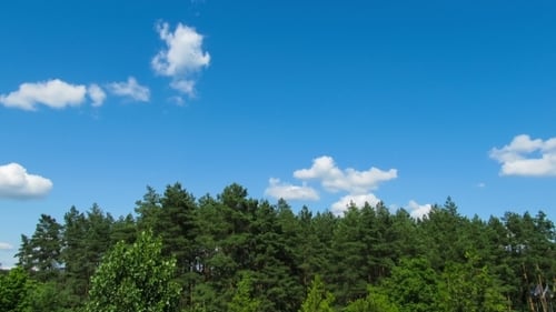 Clouds In The Sky Moving Above The Trees.