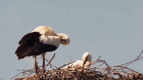 Störche sitzen in einem Nest auf einer Säule