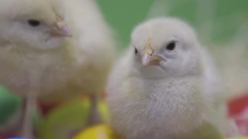 Two Little Chickens Nestle Together on Easter Eggs. Green Background. Macro