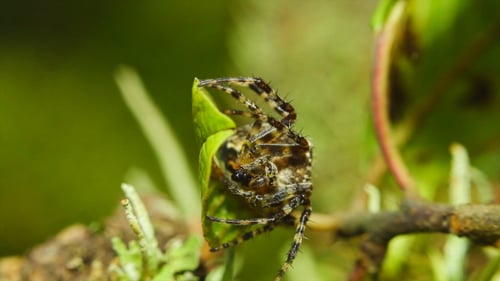 Spider And His Victim