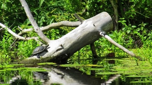 Zwei Schildkröten sitzen auf einem Baumstamm im Fluss