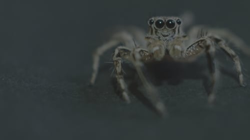 Araignée sauteuse