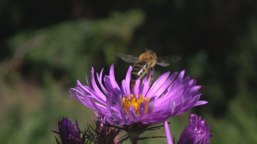 Bee Gathering Pollen on Vibrant Purple Flower