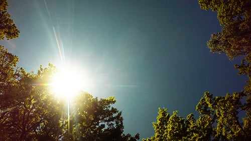 Looking Up At Vibrant Trees Against Bright Blue Sky