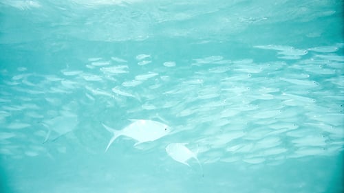 School Of Fish Hintergrund
