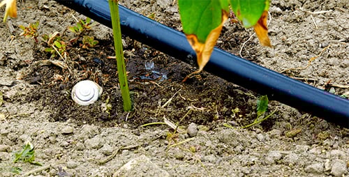 Plant and Drip Irrigation System for Modern Farming