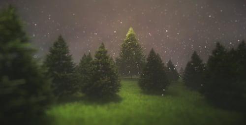 Enchanted Forest Night Pine Trees with Glowing Particles Animation