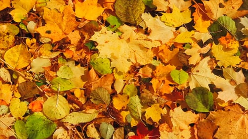 Herbstblätter im See