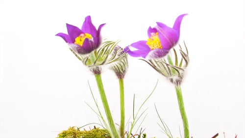 Spring Flowers Pulsatilla Vulgaris