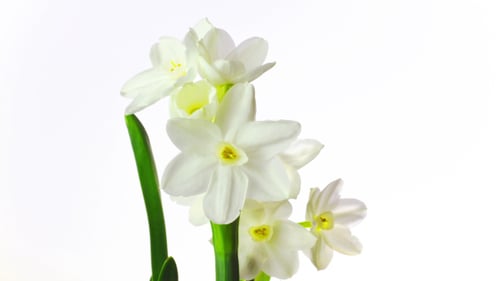 Fleurs de narcisse blanches