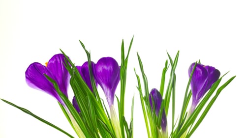 Crocus Flowers Blossoms