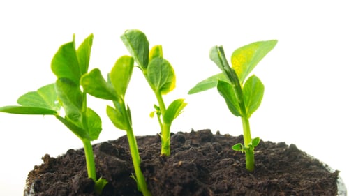 Seedling Sprouts and Grows into a Green Plant