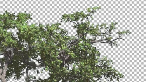 Japanische Ahornkrone des schwankenden Baumes schwankt