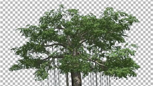 Der schwankende Baum des Kapok schwankt im Wind