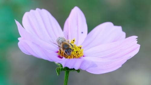 Bee Pollinating a Light Purple Flower in Spring