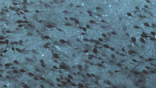 Many Tadpoles Swimming in Shallow Water