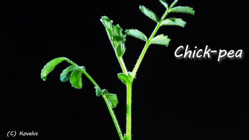Vibrant Green Plant Growth Against Black Background
