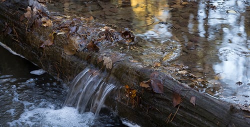 Small Creek in the Autumn Forest