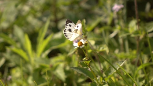 Butterfly On Flower