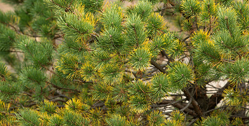 Pine Branch