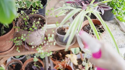 Watering Potted Plants on Wooden Shelf