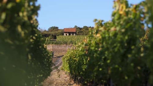 Riesling Ground avec maison